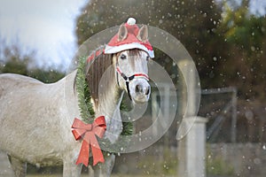 White Christmas horse with Santa& x27;s hat