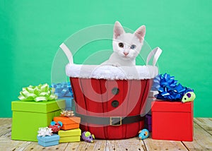 White Christmas kitten with heterochromia