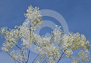 White christmas leave with blue sky background