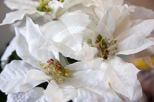 White christmas poinsettia