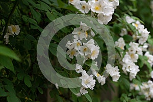 White Christmas-Rosa chinensis Jacq.