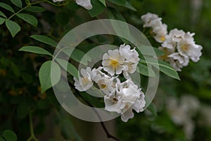 White Christmas-Rosa chinensis Jacq.