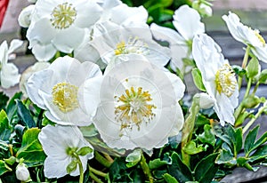 White Christmas rose Hellebores flowers