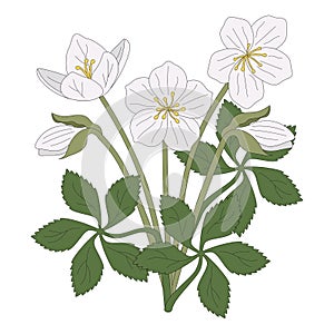 White Christmas rose vector illustration