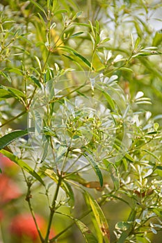 White Christmas tree or Euphorbia leucocephala plants in nature garden