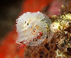 White Christmas Tree Worm