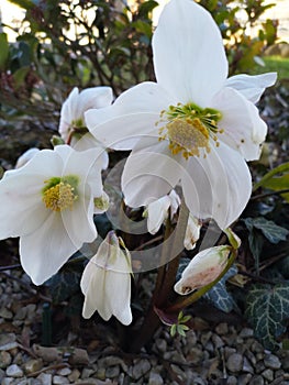 White christrose in bloom