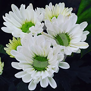 White Chrysant