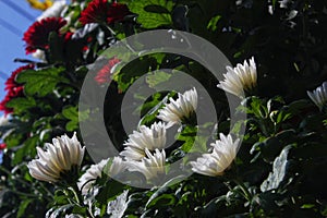 White Chrysant flowers