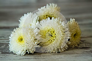 White Chrysanthems