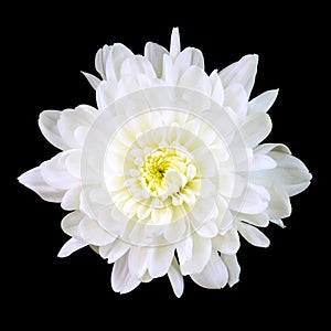 White Chrysanthemum photo