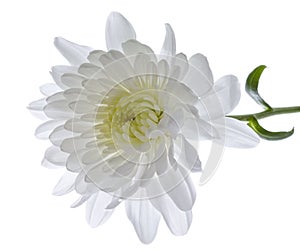 White Chrysanthemum.