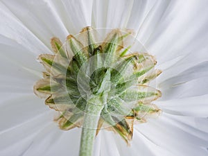 White Chrysanthemum.