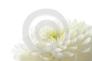 Bílý chryzantéma 
