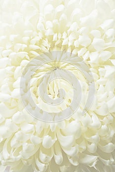 White Chrysanthemum