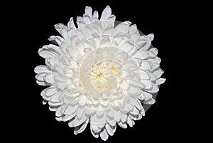 White chrysanthemum photo