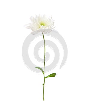 White chrysanthemum