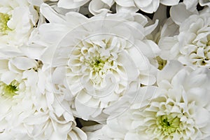 White chrysanthemum. Beautiful white flowers. romance and tenderness.