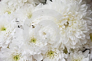 White chrysanthemum. Beautiful white flowers. romance and tenderness.