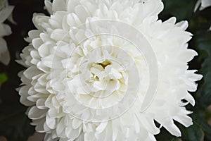 White chrysanthemum. Beautiful white flowers. romance and tenderness.