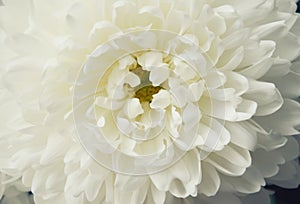 White chrysanthemum. Beautiful white flowers. romance and tenderness.