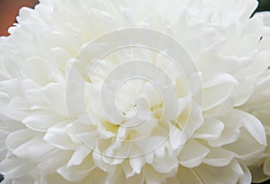 White chrysanthemum. Beautiful white flowers. romance and tenderness.