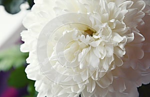 White chrysanthemum. Beautiful white flowers. romance and tenderness.