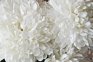 White chrysanthemum. Beautiful white flowers. romance and tenderness.