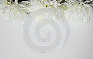 White chrysanthemum. Beautiful white flowers. romance and tenderness.