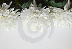 White chrysanthemum. Beautiful white flowers. romance and tenderness.