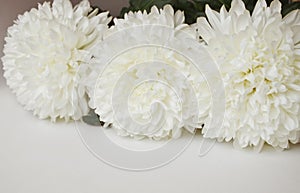 White chrysanthemum. Beautiful white flowers. romance and tenderness.