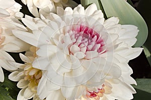 White Chrysanthemum Bloom