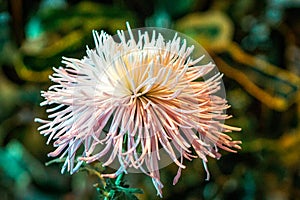 White chrysanthemum in bloom in the tropical gardens at the Frederik meijer gardens