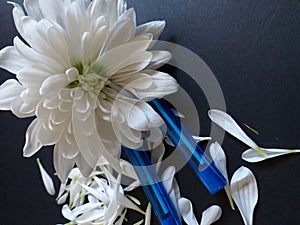 White Chrysanthemum on Blue