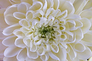 White chrysanthemum close-up, floral background.