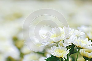 White chrysanthemum close up. Macro image with small depth of field