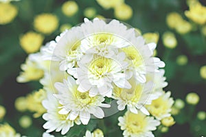 White chrysanthemum close up. Macro image with small depth of field