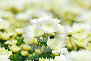 White chrysanthemum close up. Macro image with small depth of field