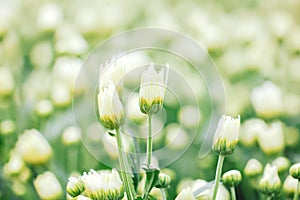 White chrysanthemum close up. Macro image with small depth of field