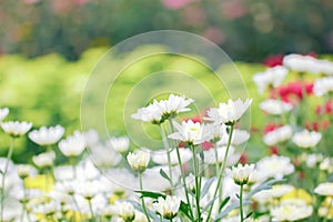 White chrysanthemum close up. Macro image with small depth of field