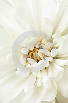 White chrysanthemum closeup