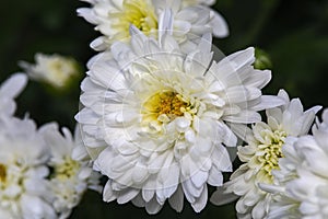 White Chrysanthemum Closeup