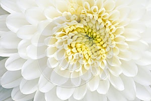 White chrysanthemum flower