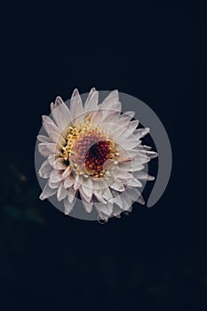 White chrysanthemum flower on black background