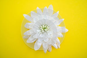 White chrysanthemum flower isolated on yellow background. Close up flower.