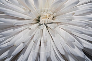 White chrysanthemum flower macro. floral texture