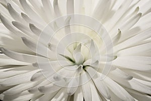 White chrysanthemum flower macro. floral texture