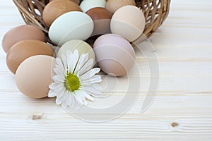 White chrysanthemum flower and organic chickeneggs on wooden bac