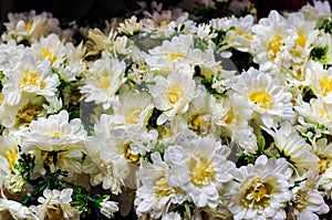 White Chrysanthemum Flower Vintage Background