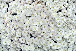 White Chrysanthemum Flowers